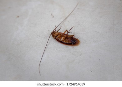 Click image for larger version

Name:	insect-treatment-close-dead-cockroach-260nw-1724914039.jpg
Views:	1047
Size:	20.5 KB
ID:	10043168