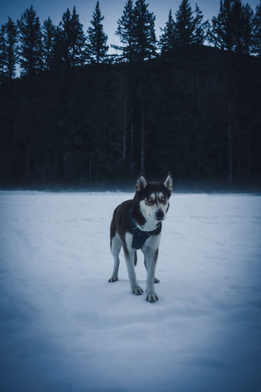 Click image for larger version

Name:	received955583831384967514.jpg
Views:	206
Size:	101.6 KB
ID:	10106256