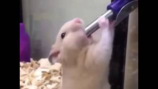 Click image for larger version

Name:	mqdefault.jpg
Views:	0
Size:	9.5 KB
ID:	10152604