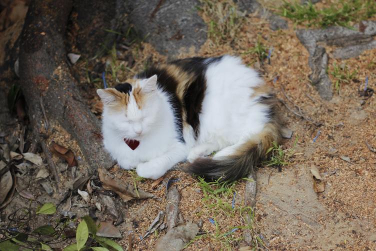 Click image for larger version

Name:	_MG_5288vS.jpg
Views:	71
Size:	71.4 KB
ID:	10077044