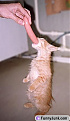 Click image for larger version

Name:	weinerkitten.jpg.jpg
Views:	1361
Size:	14.8 KB
ID:	7100006