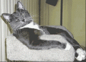 002a01c84248$ea16cb20$6b642443.gif