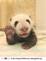 Click image for larger version

Name:	panda_hello.jpg
Views:	411
Size:	13.0 KB
ID:	7131269