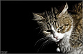 Click image for larger version

Name:	DSC01890_RS.jpg
Views:	169
Size:	71.3 KB
ID:	7139817