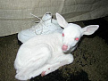 Click image for larger version

Name:	whtdeer2.jpg
Views:	303
Size:	31.9 KB
ID:	7204579