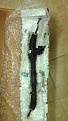 Click image for larger version

Name:	Steering Rack.jpg
Views:	298
Size:	53.0 KB
ID:	7235561