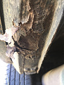 Click image for larger version

Name:	IMG_1683.jpg
Views:	357
Size:	55.1 KB
ID:	7245937