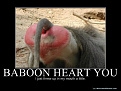 baboonheartyou
